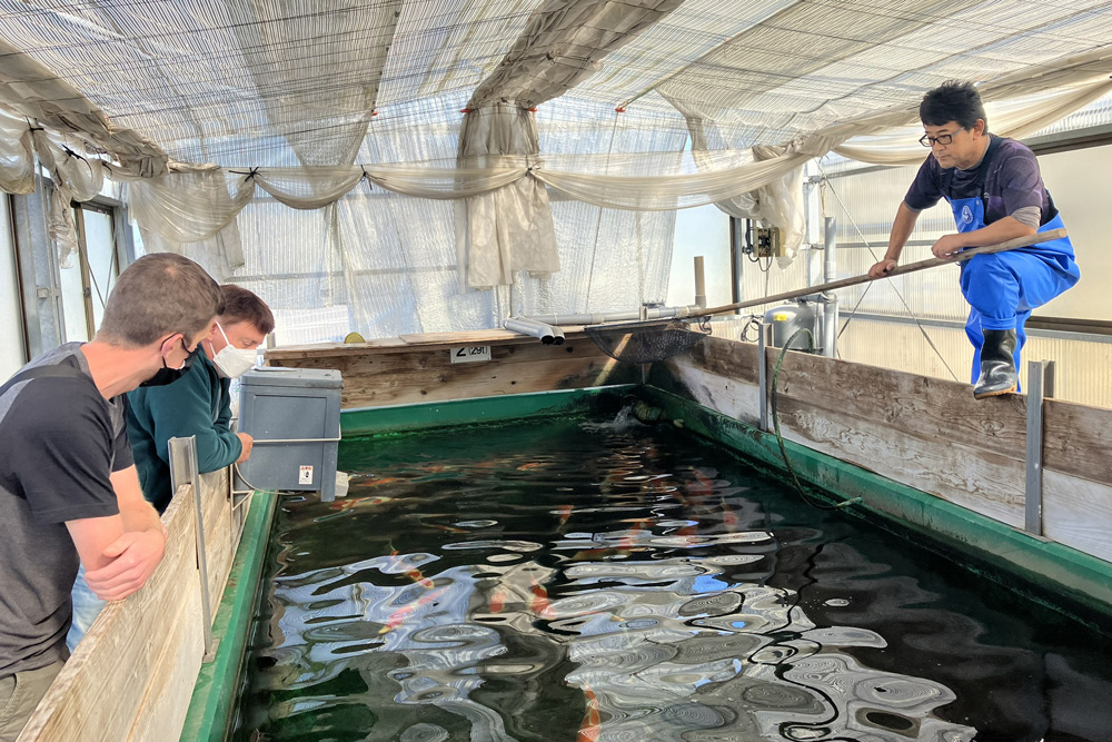 Koi Breeders