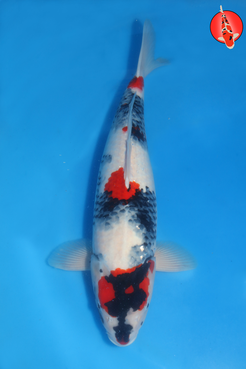 Koi in Japan – Grey's Koi