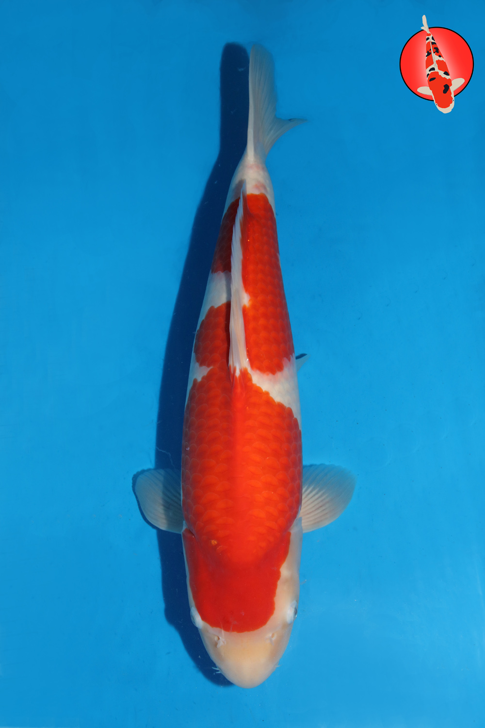 Tam-Koh-S25-29 - Dec25 -50cm R