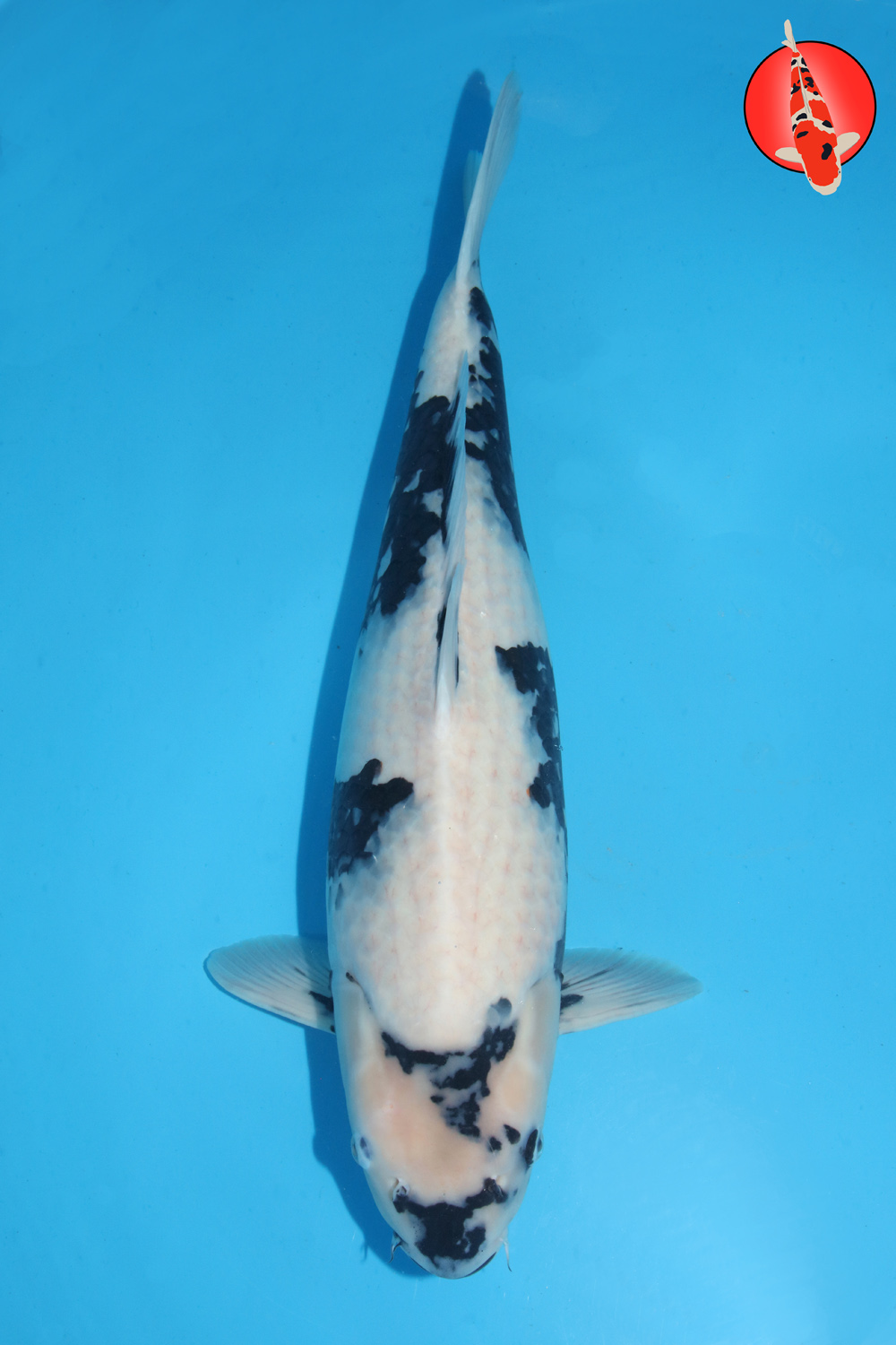 Omo-Uts-A24-02 Sansai R