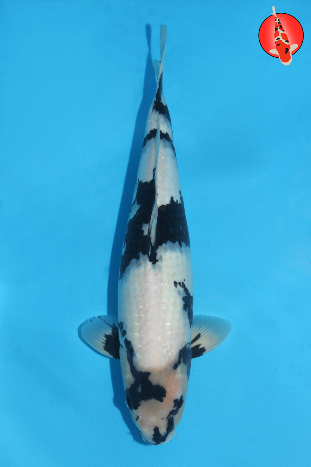 Omo-Uts-S25-11 Nisai R