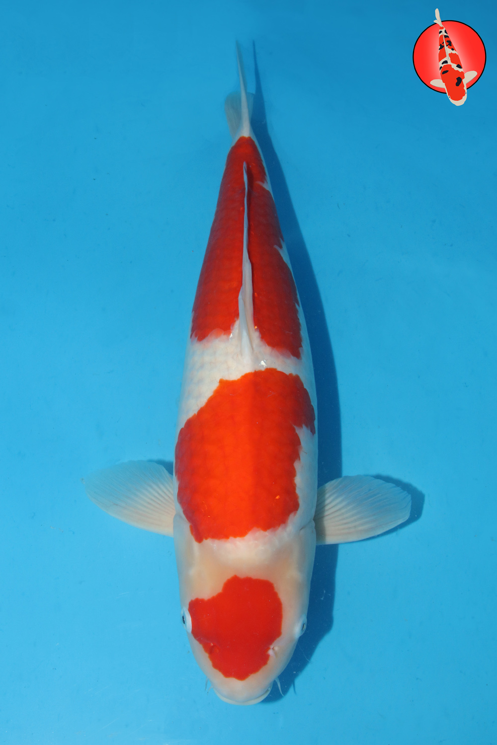 Sak-Koh-A24-01 Sansai R