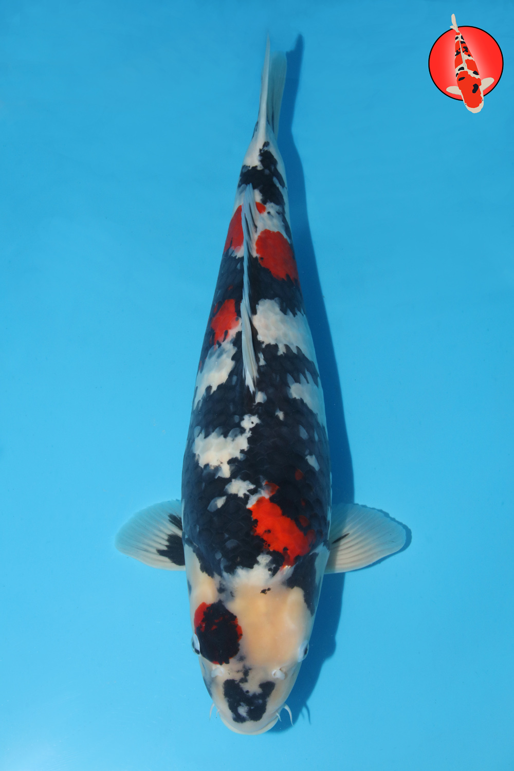 Tak-Sho-A24-01 Sansai R