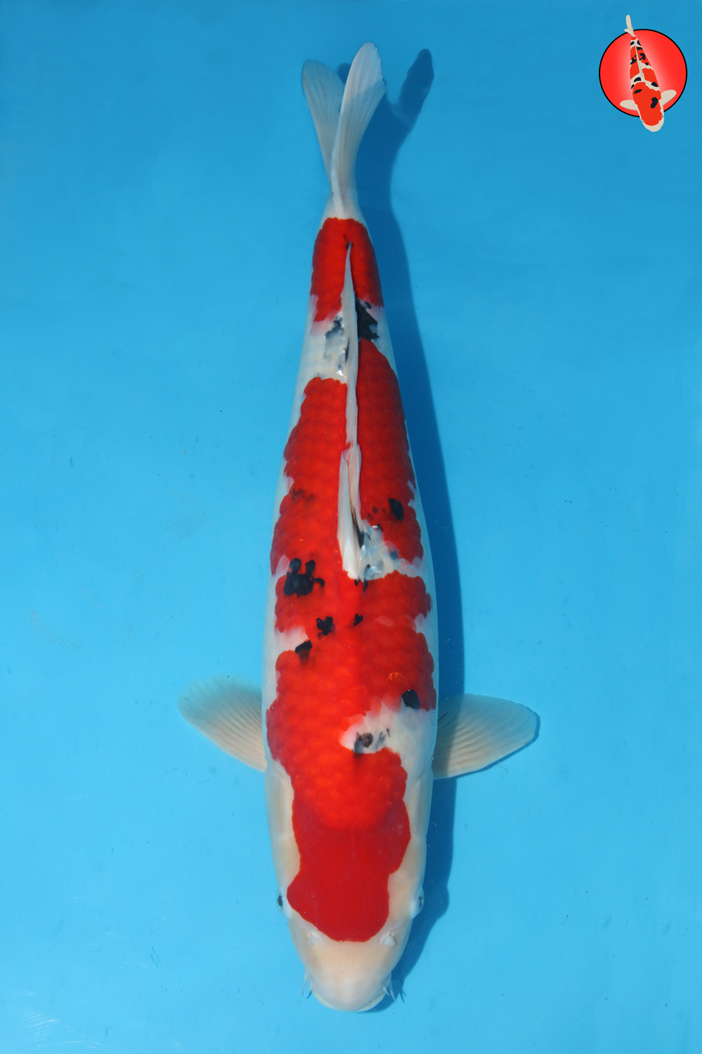 Tam-San-A24-04 Sansai R