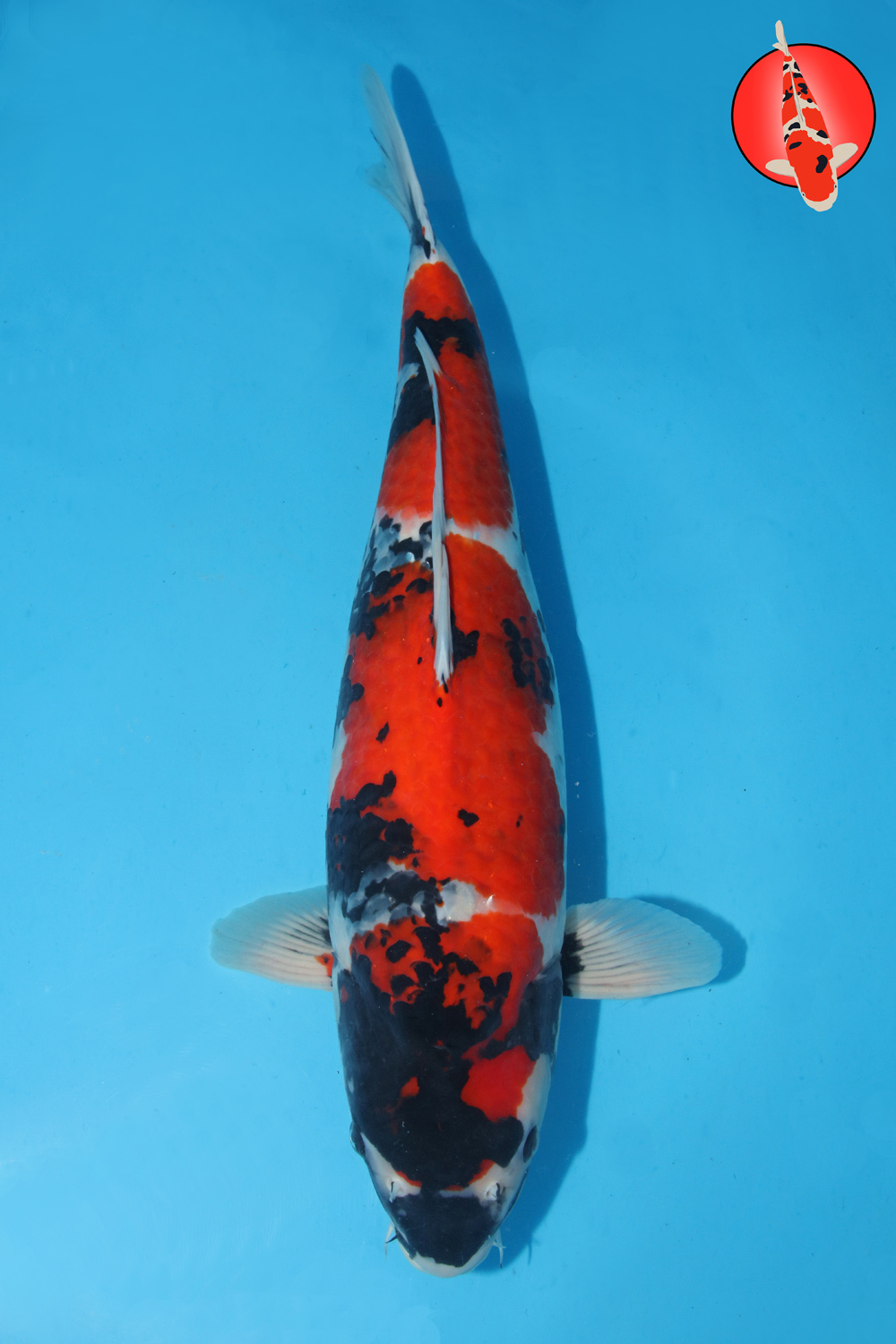 Tam-Sho-A24-02 Sansai R