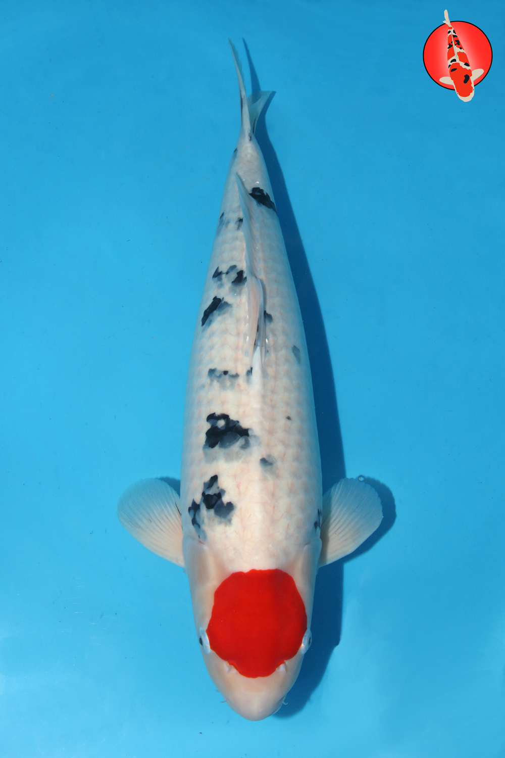 Tam-Tan-W23-01 Sansai R