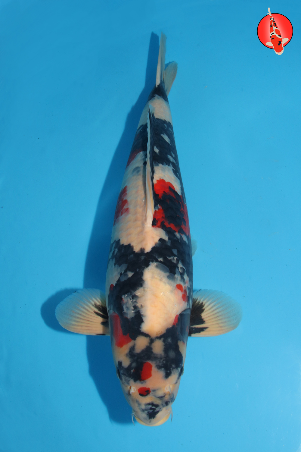 Ueno-Sho-A24-01 Sansai R