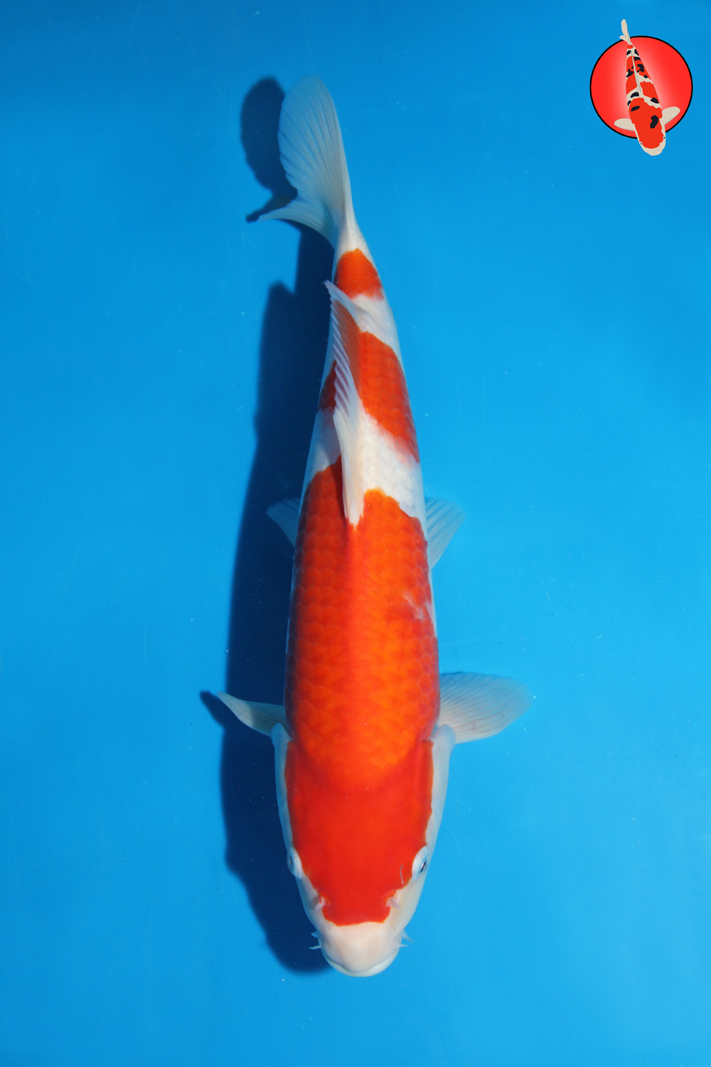 Mat-Koh-S26-06 -37cm R