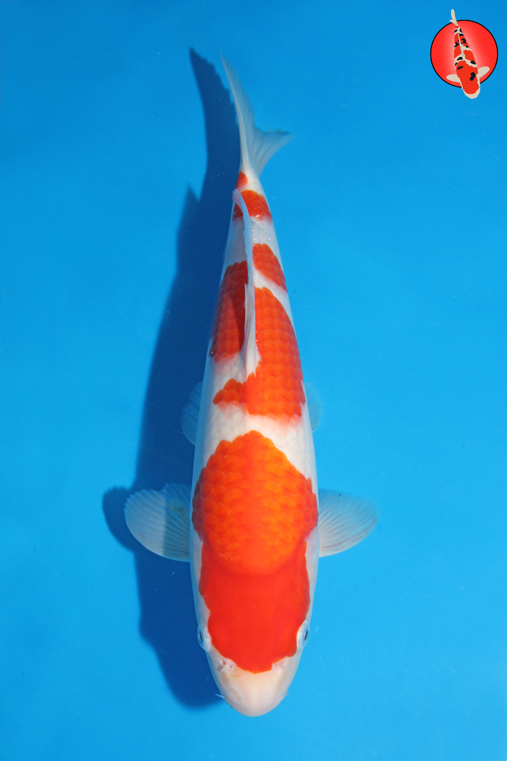 Mat-Koh-S26-07 -35cm R
