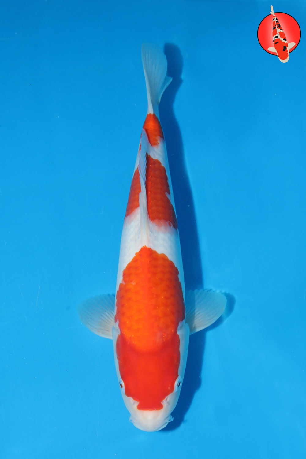 Mat-Koh-S26-09 -31.5cm R