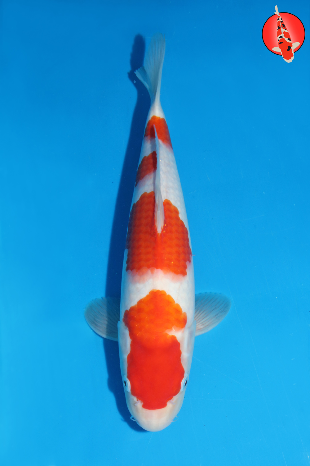 Mat-Koh-S26-10 -33cm R
