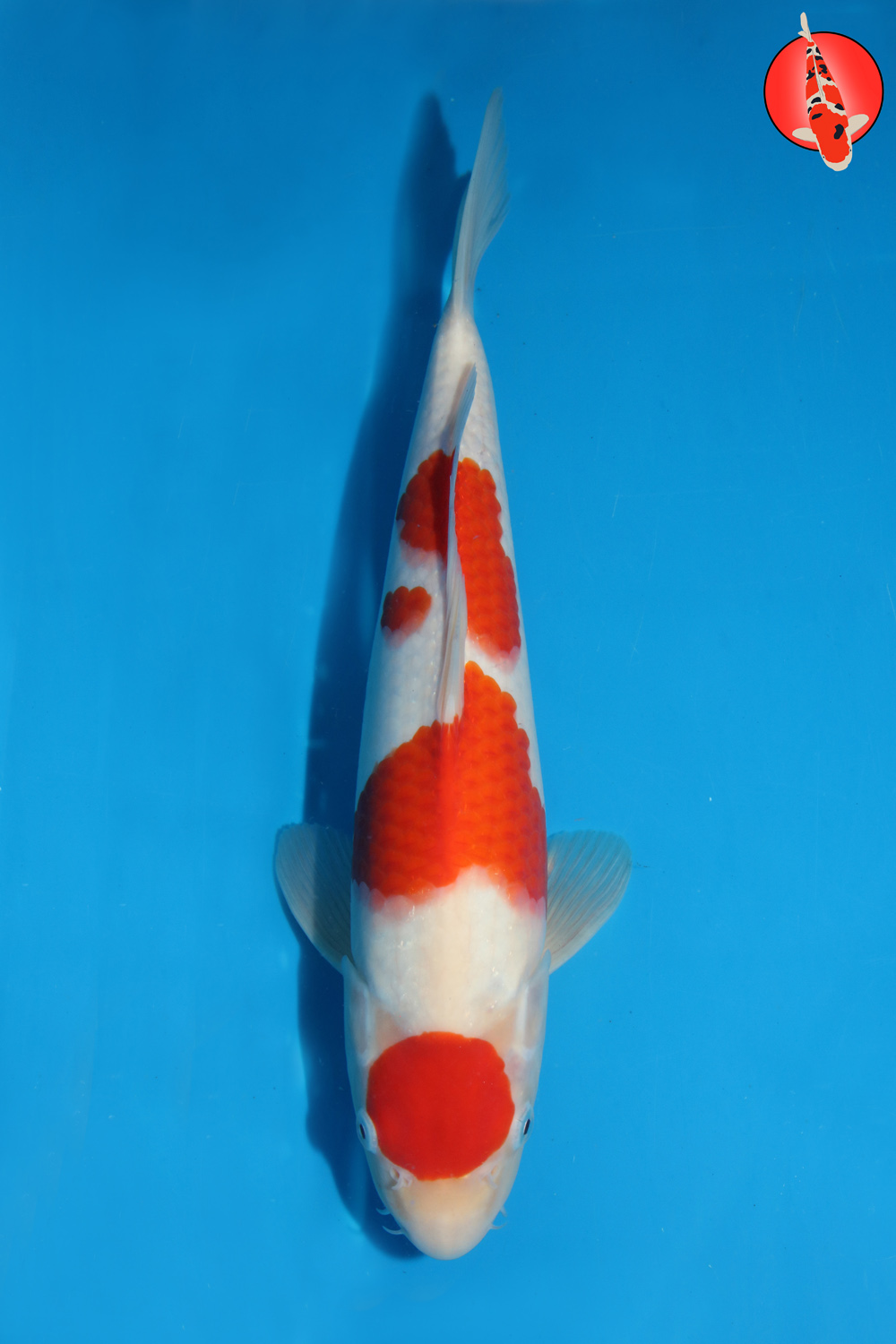 Mat-Koh-S26-11 -34cm R