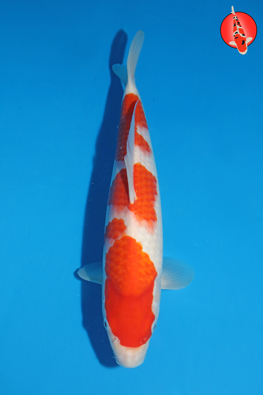 Mat-Koh-S26-12 -33cm R