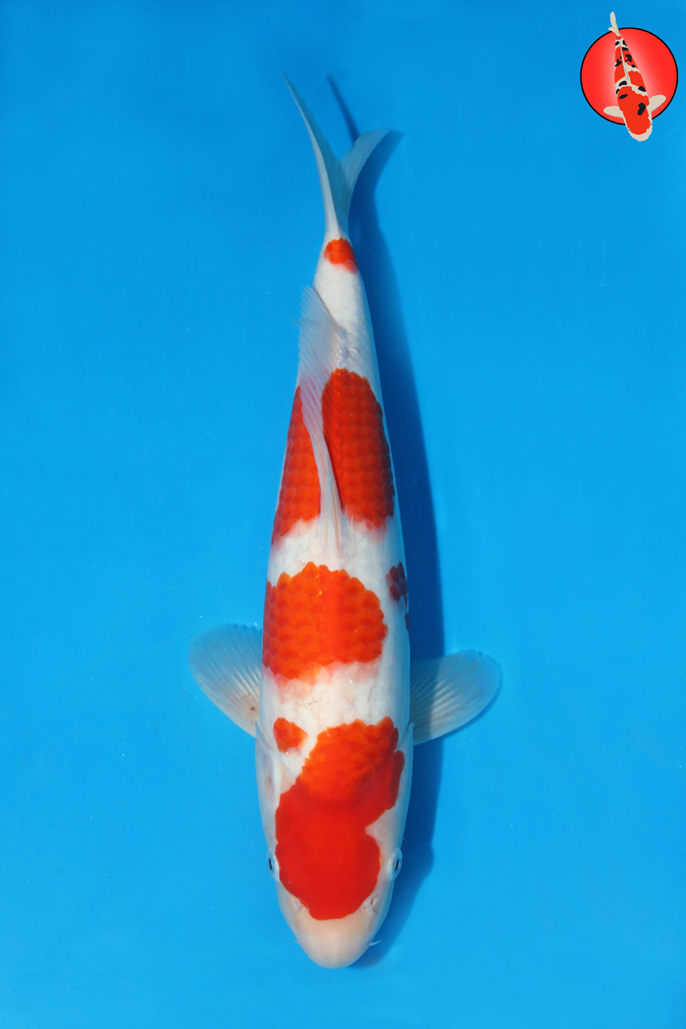 Mat-Koh-S26-13 -38cm R
