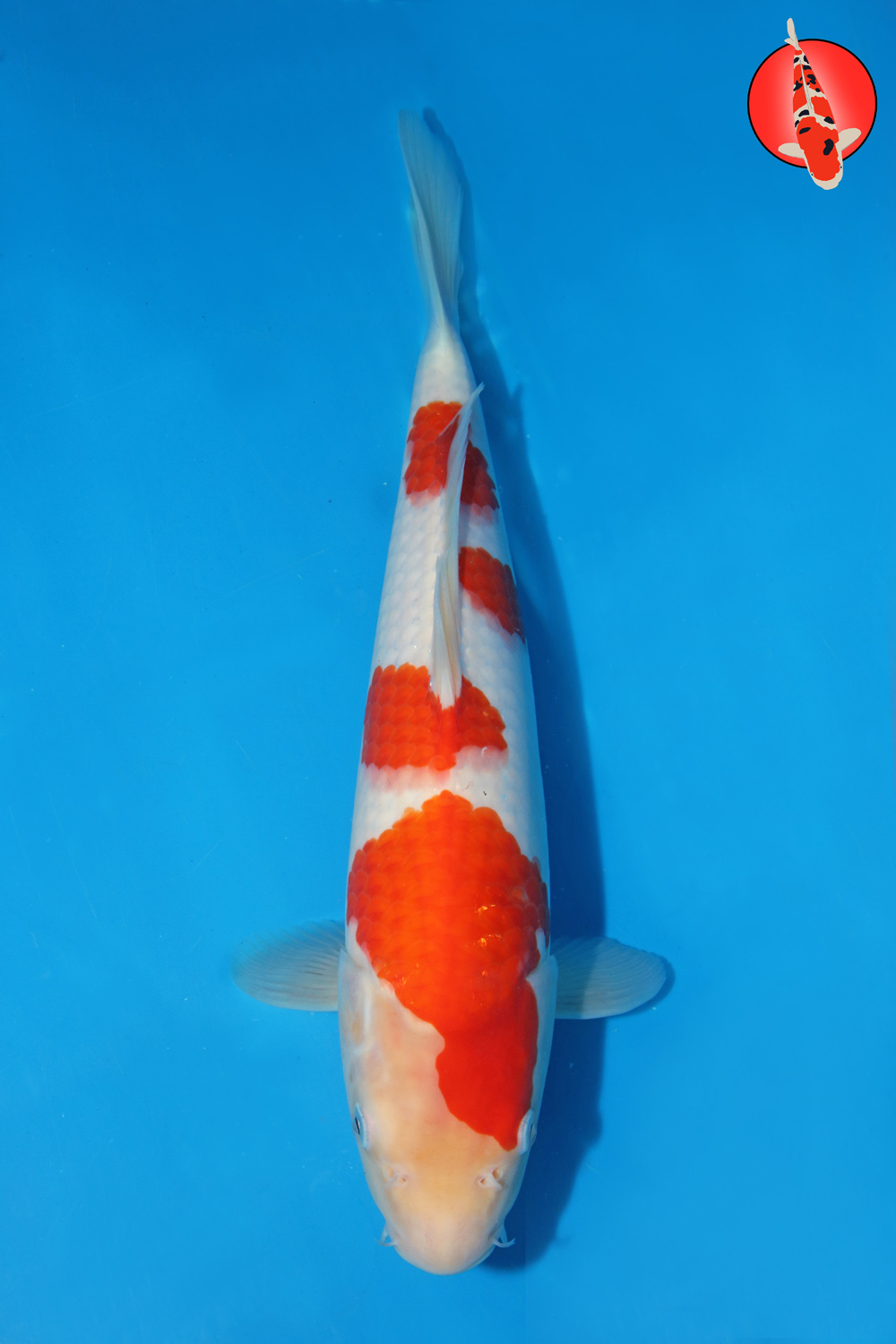 Mat-Koh-S26-14 -34cm R