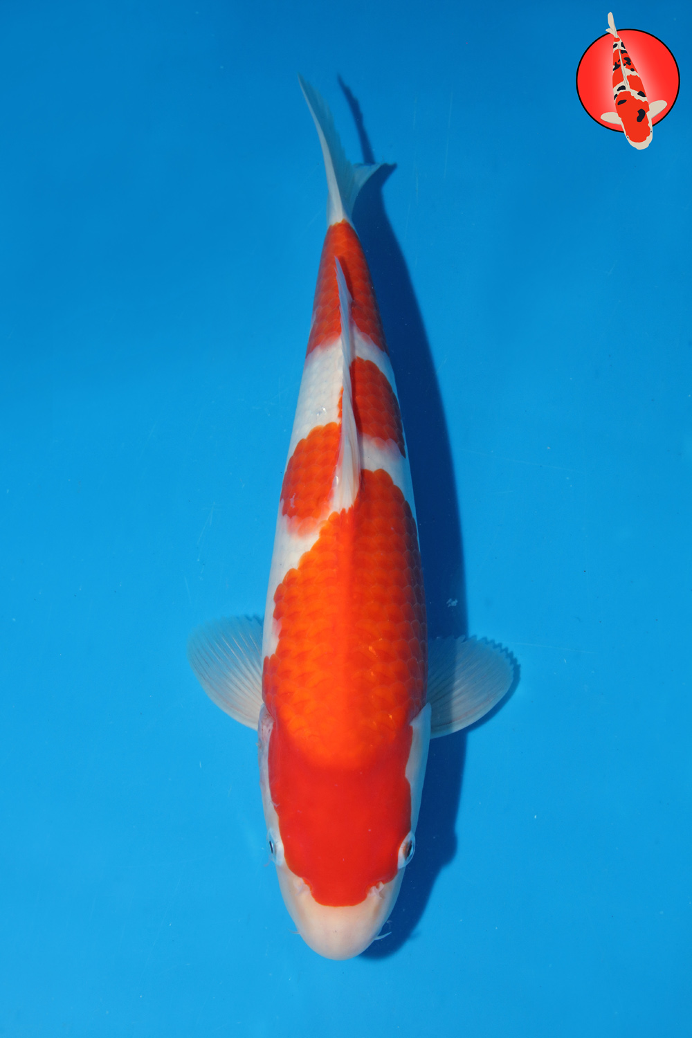 Mat-Koh-S26-15 -35cm R