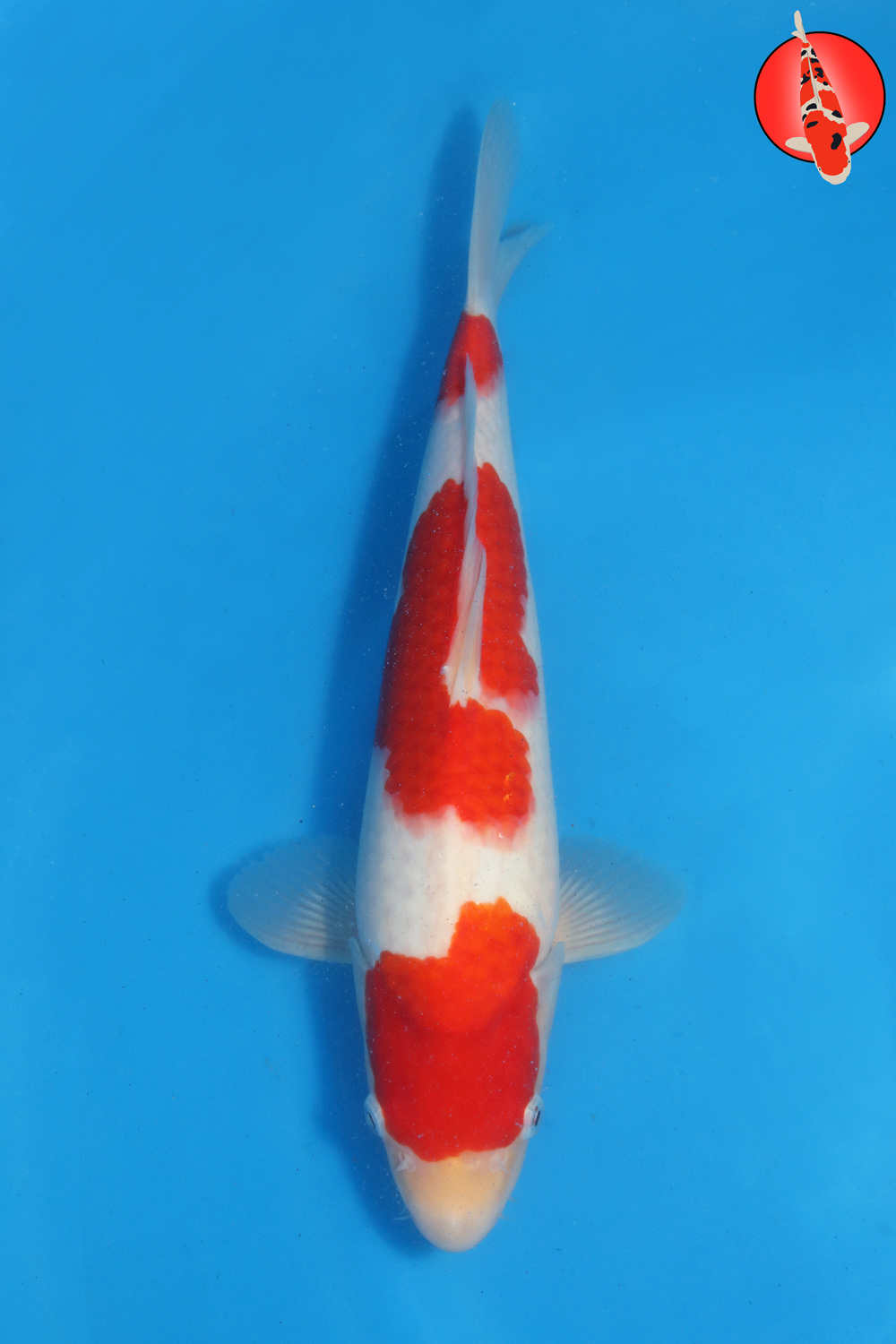 Tak-Koh-S26-06 R