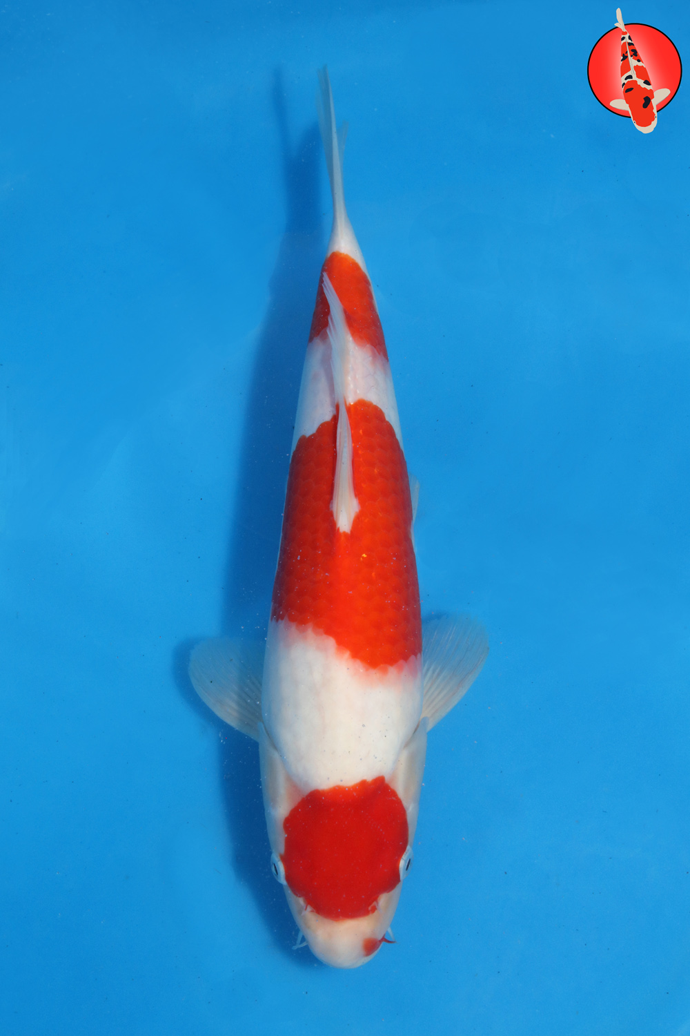 Tak-Koh-S26-07 R