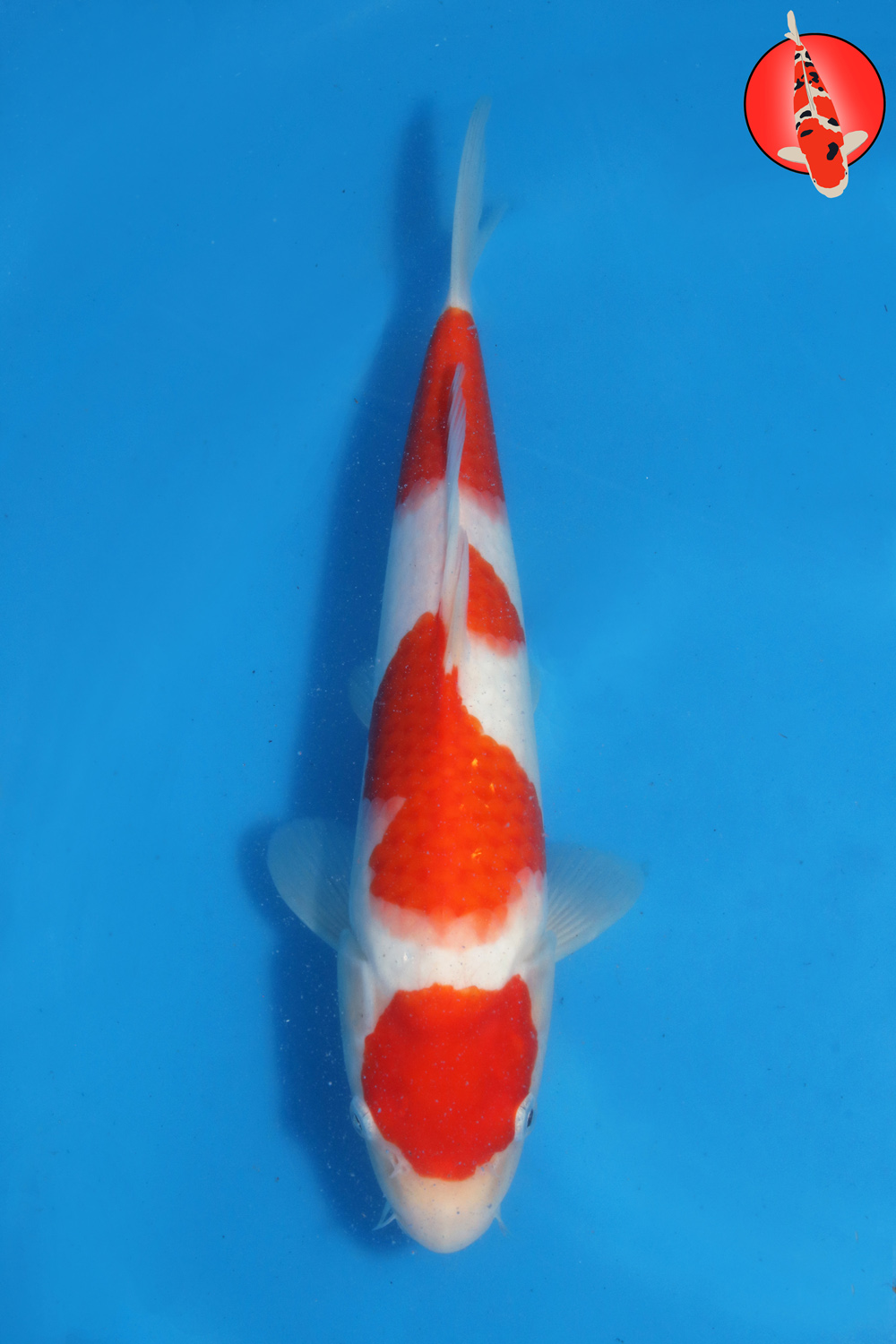 Tak-Koh-S26-08 R