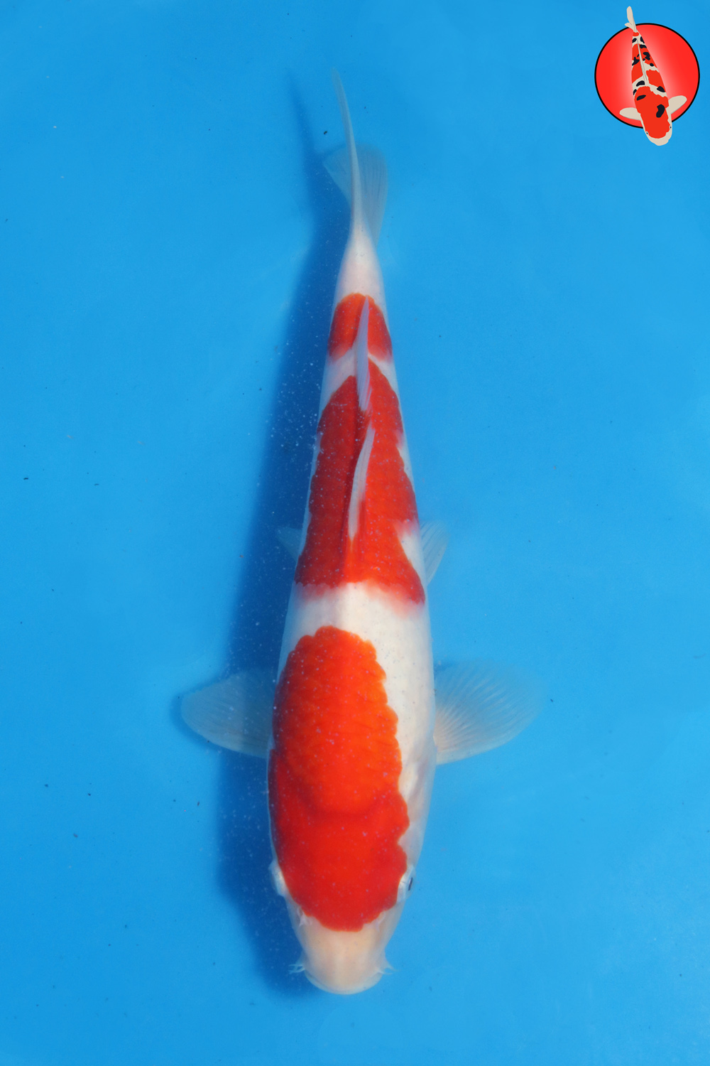 Tak-Koh-S26-09 R