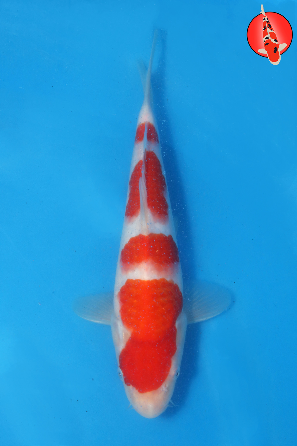 Tak-Koh-S26-10 R