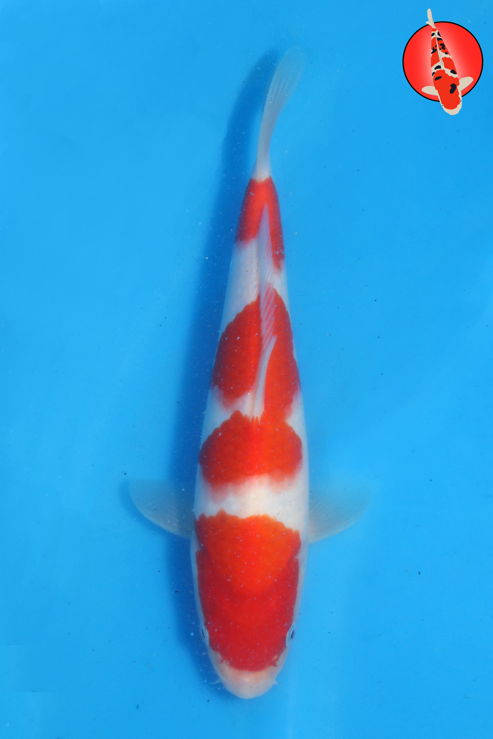 Tak-Koh-S26-11 R