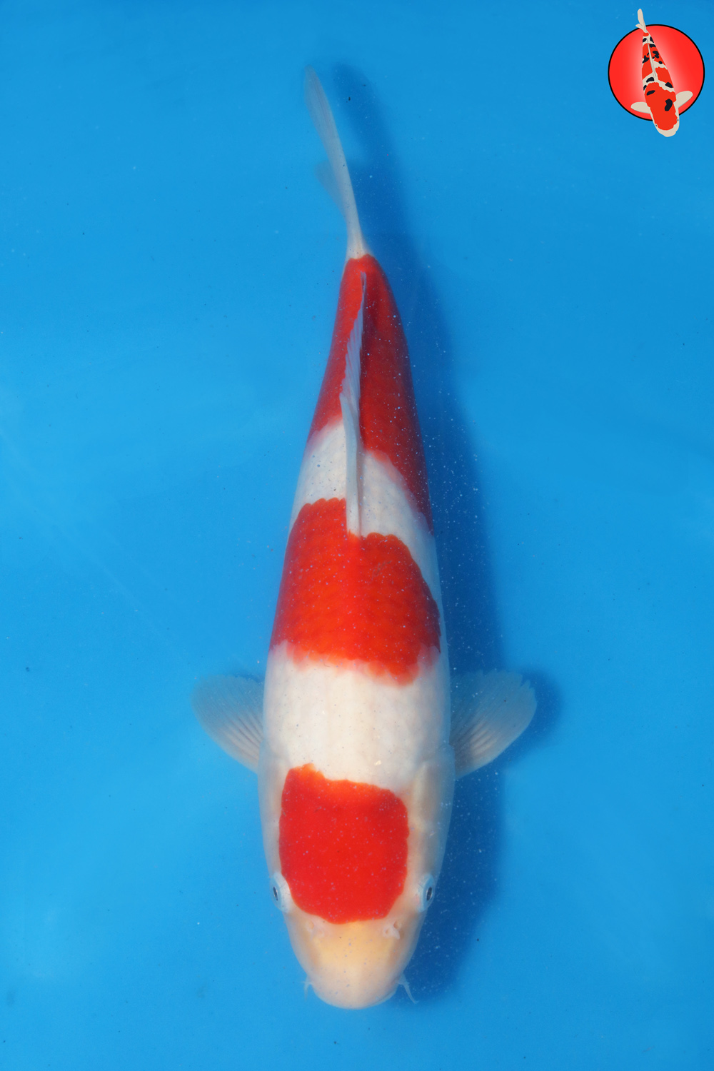 Tak-Koh-S26-12 R