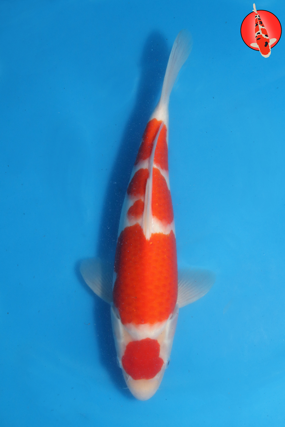 Tak-Koh-S26-13 R