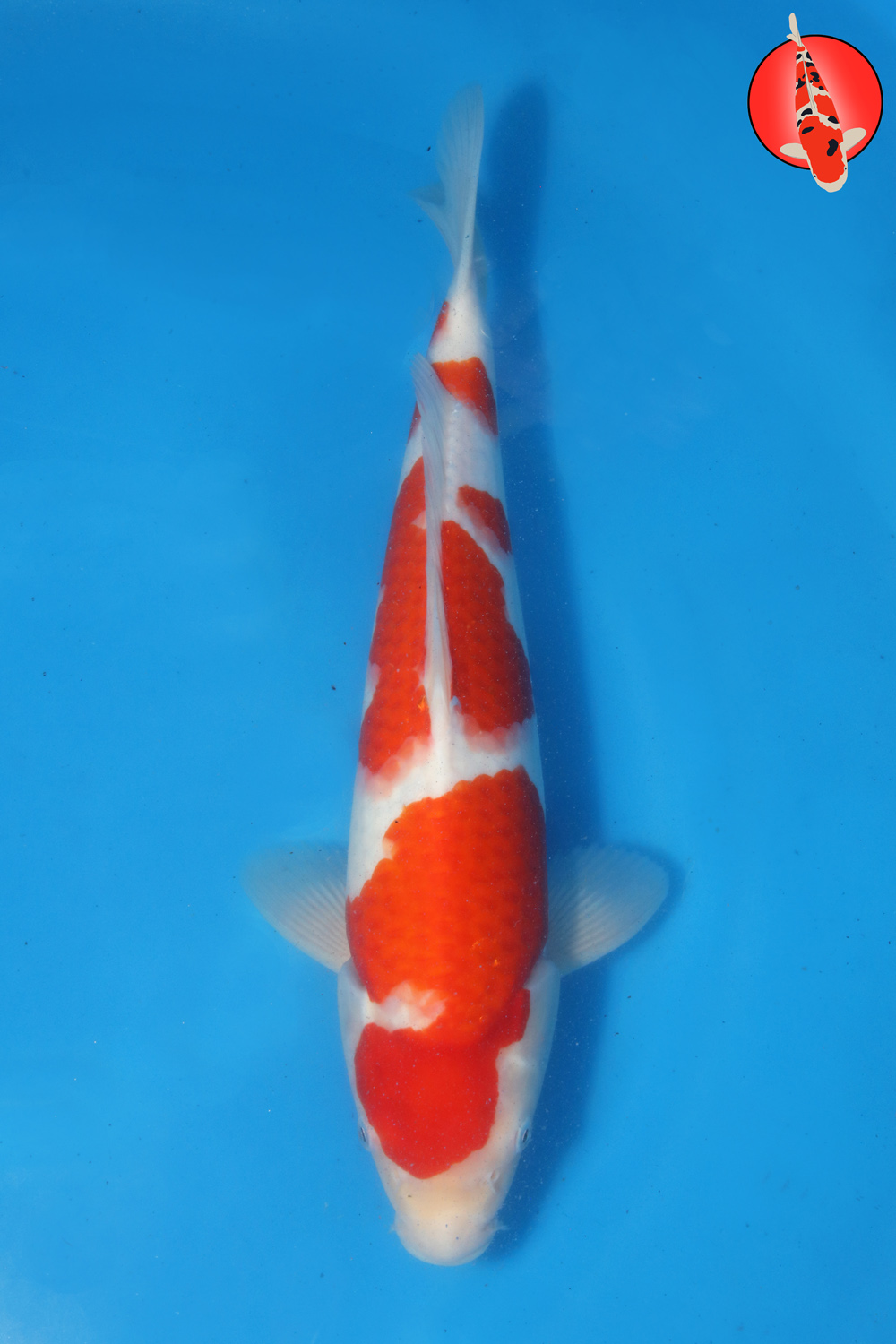Tak-Koh-S26-14 R