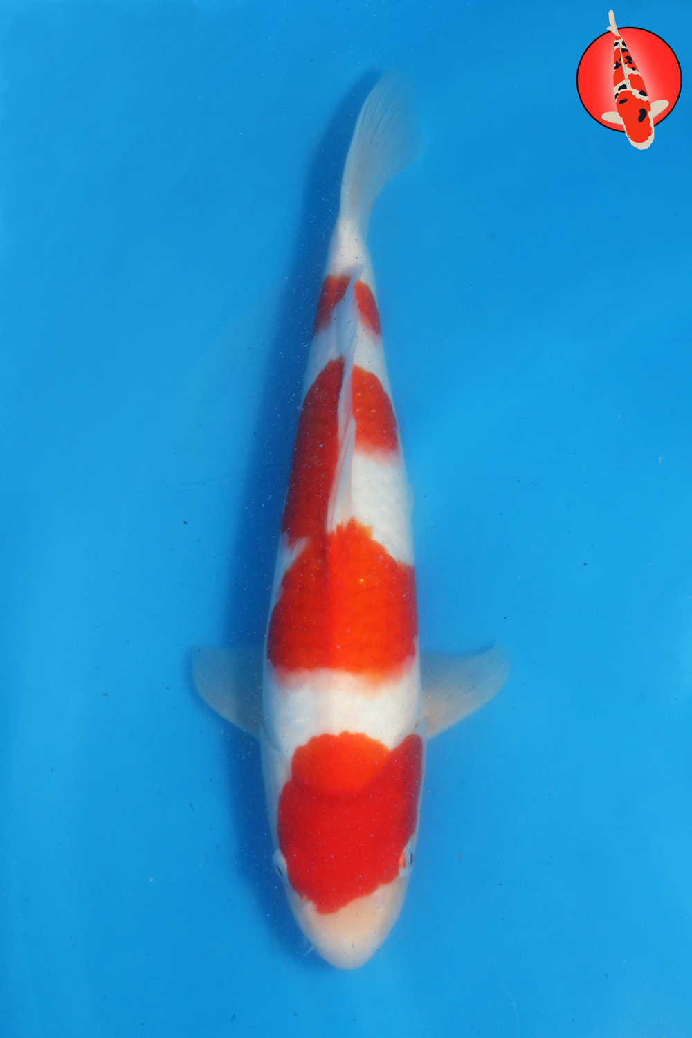 Tak-Koh-S26-15 R
