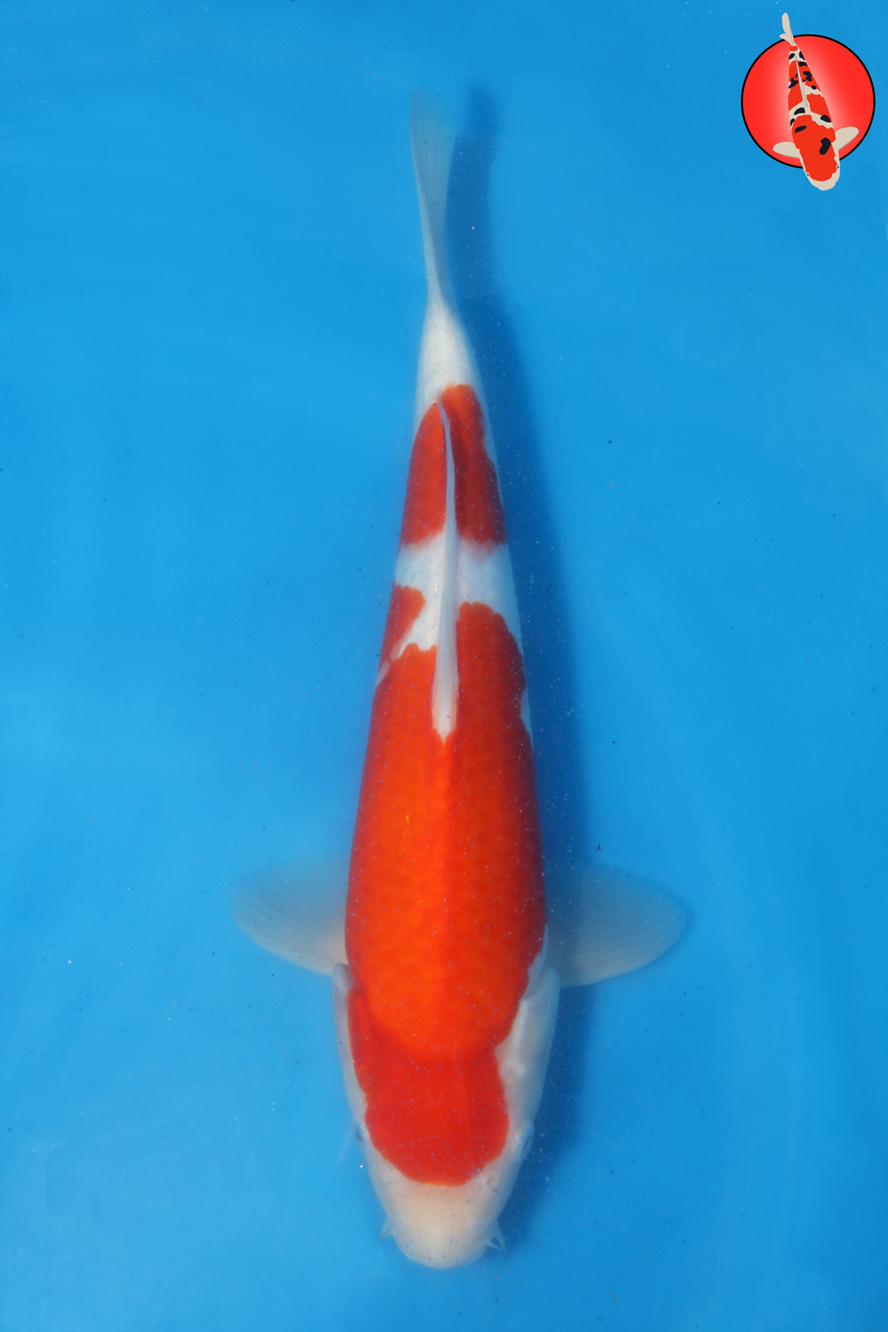 Tak-Koh-S26-16 M R