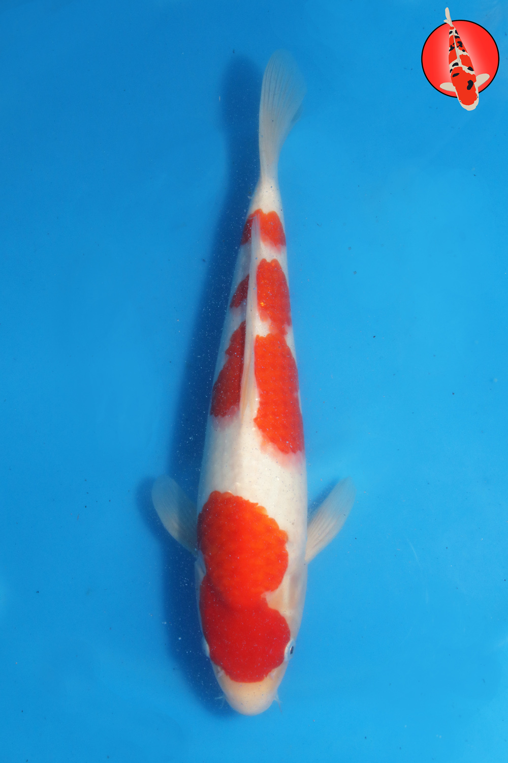Tak-Koh-S26-18 M R