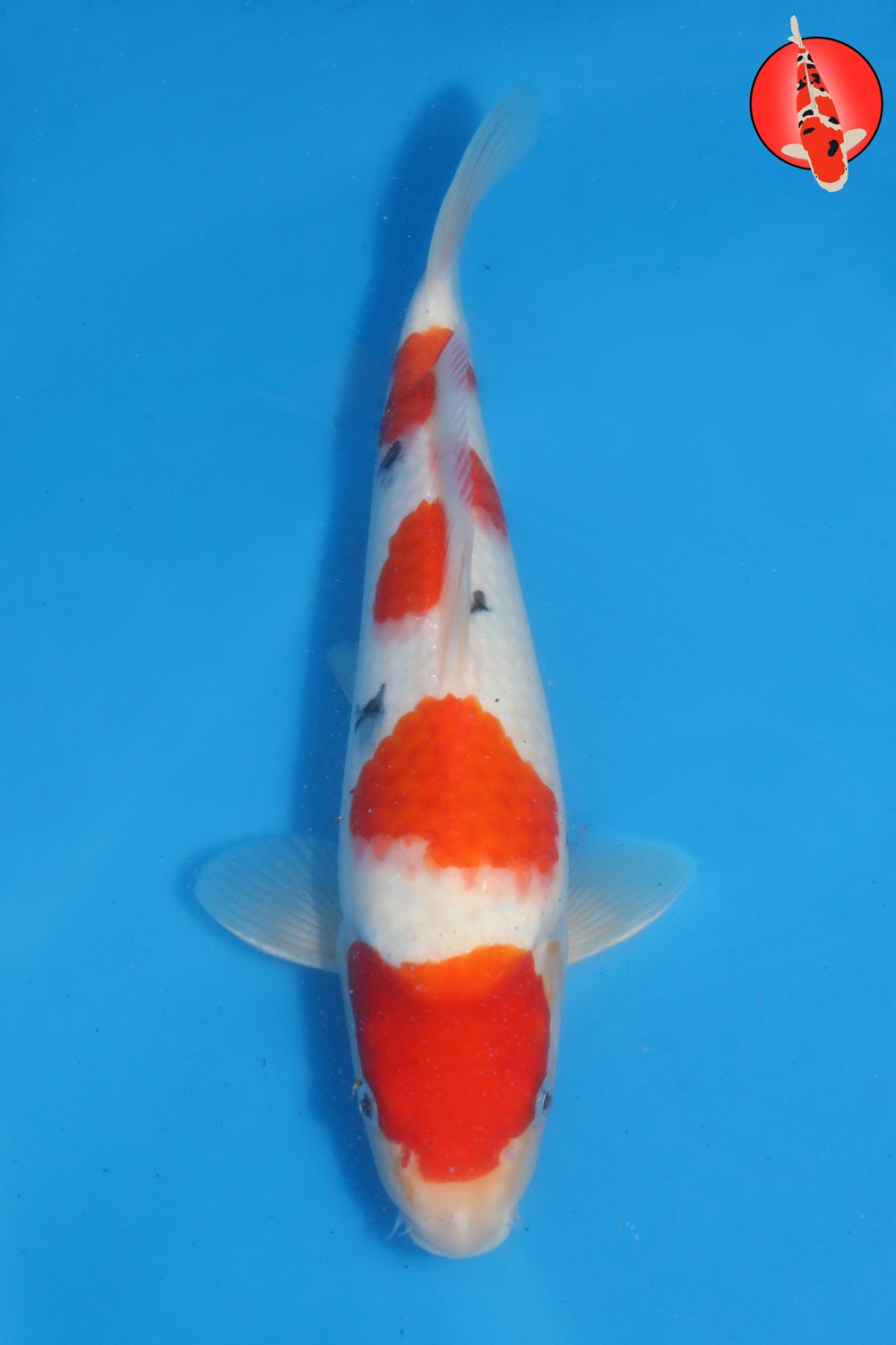 Tak-San-S26-05 R