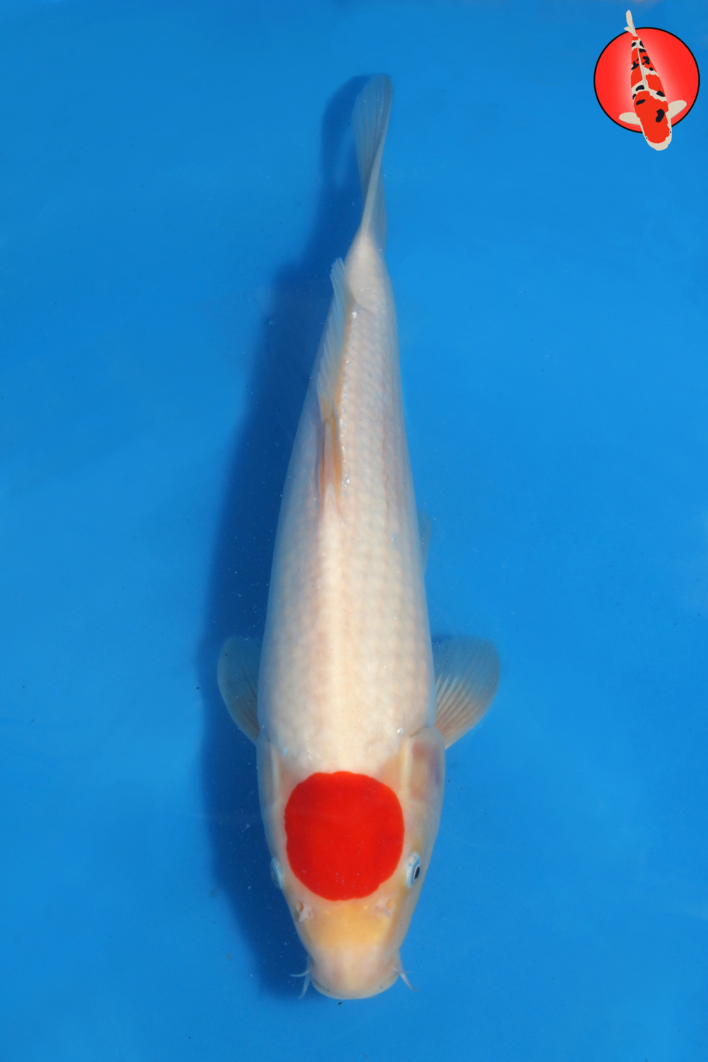 Tak-Tan-S26-01 R