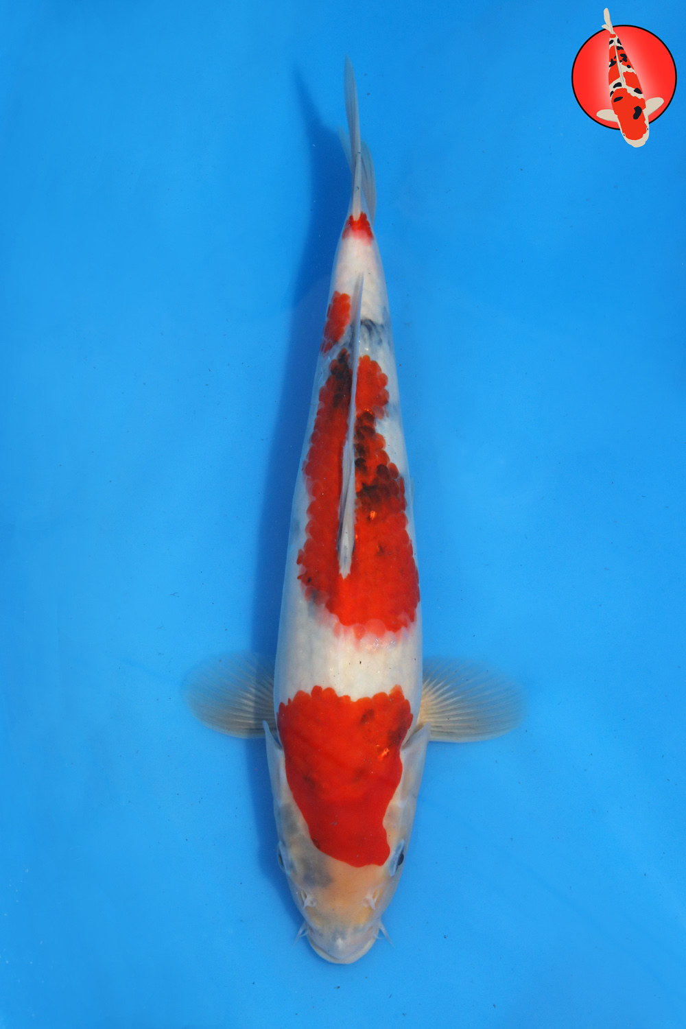 Tam-Sho-S26-16 - 30cm R