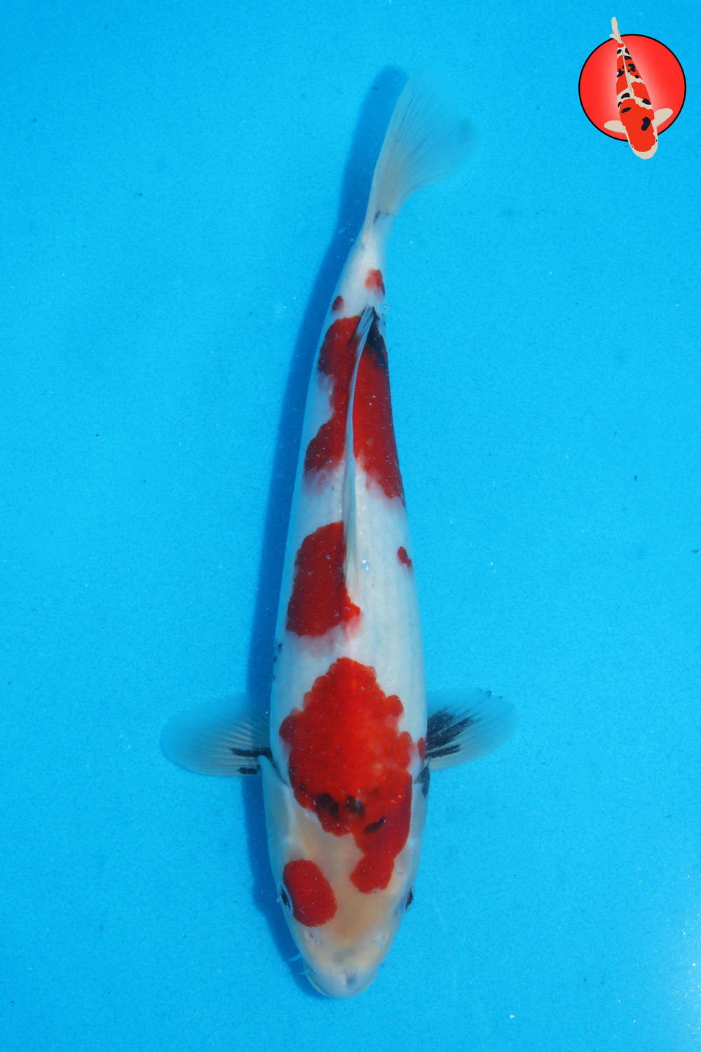 Tam-Sho-S26-25 - 31cm R