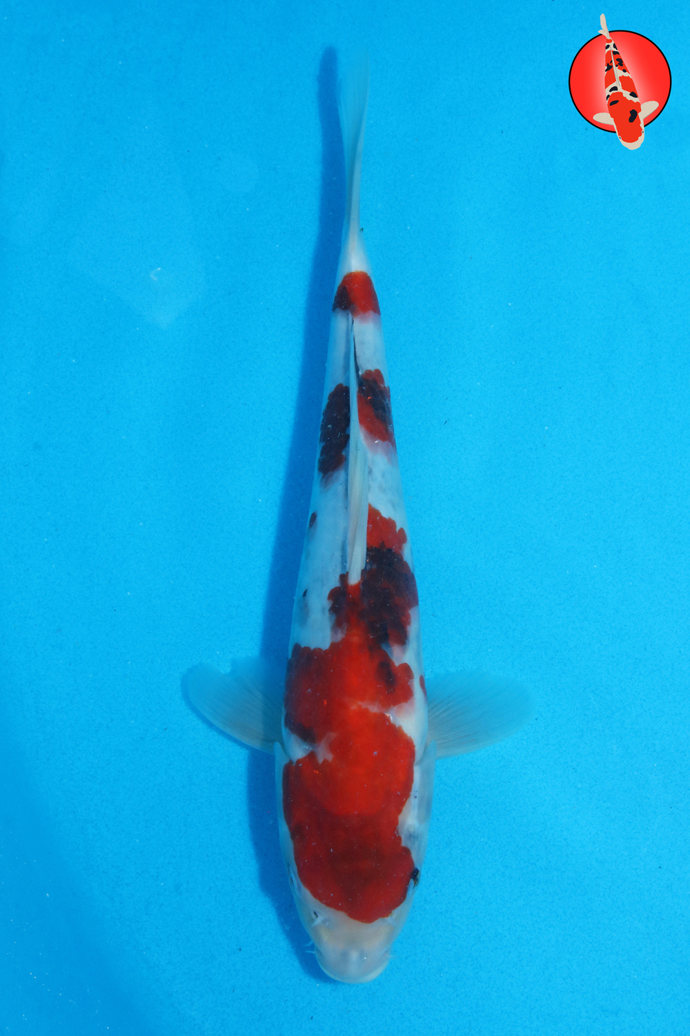 Tam-Sho-S26-43 - 31cm R
